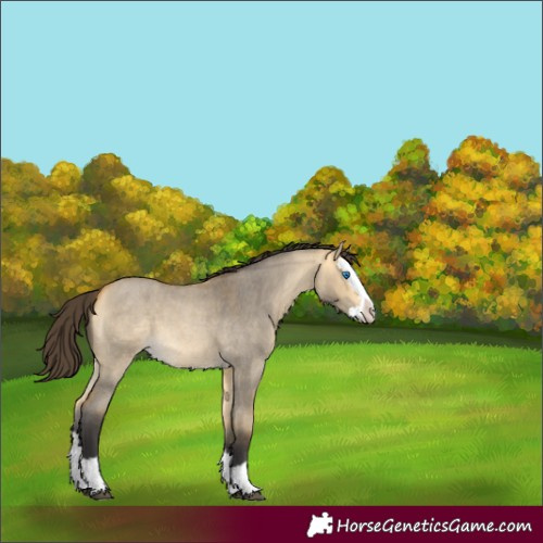 Horse Color:Buckskin Roan Dun Splash