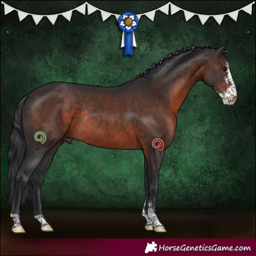 Horse Color:Brown Sabino Rabicano 