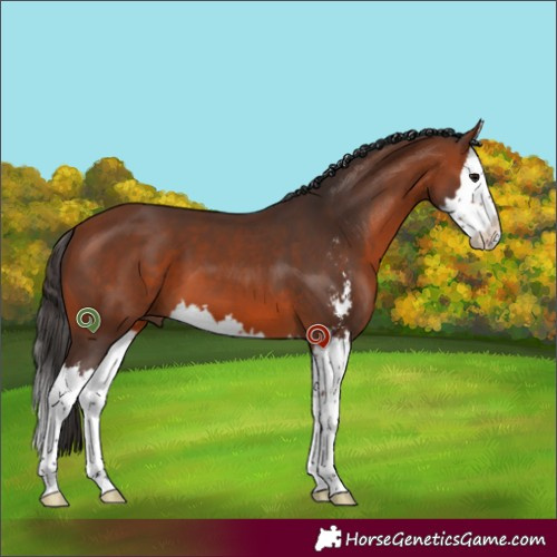 Horse Color:Bay Sabino Splash 