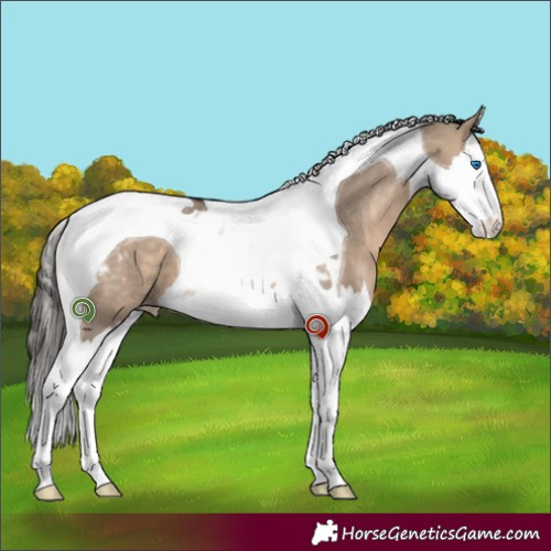 Horse Color:Brown Dun Sabino Splash Tobiano Appaloosa 