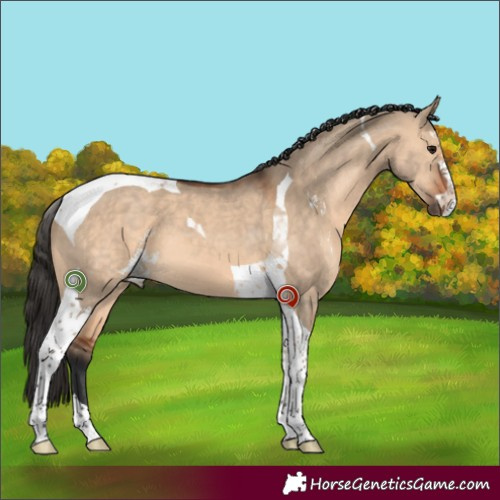 Horse Color:Bay Dun Sabino Tobiano 