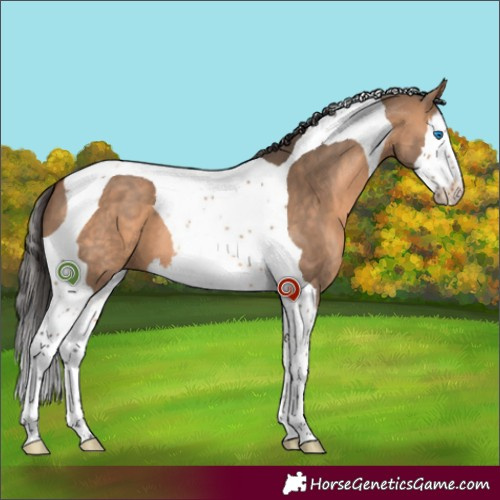 Horse Color:Bay Dun Sabino Splash Tobiano 