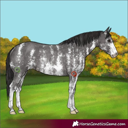 Horse Color:Smoky Black Sabino Rabicano 