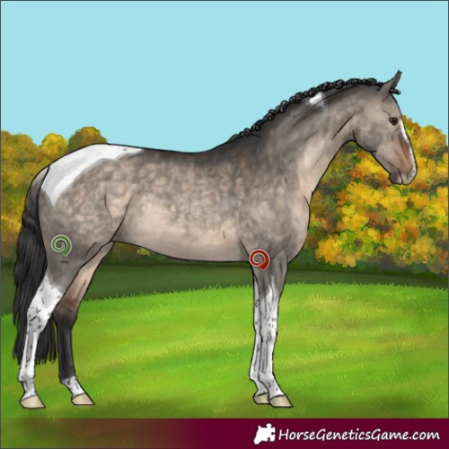 Horse Color:Brown Dun Sabino Tobiano 