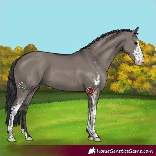 Horse Color:Grullo Sabino 