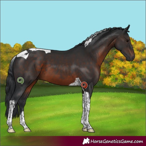 Horse Color:Brown Tobiano 