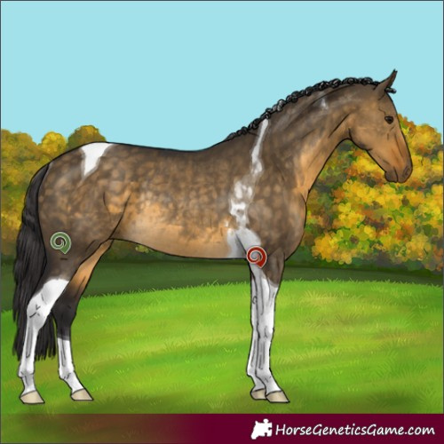 Horse Color:Buckskin Dun Tobiano Rabicano 