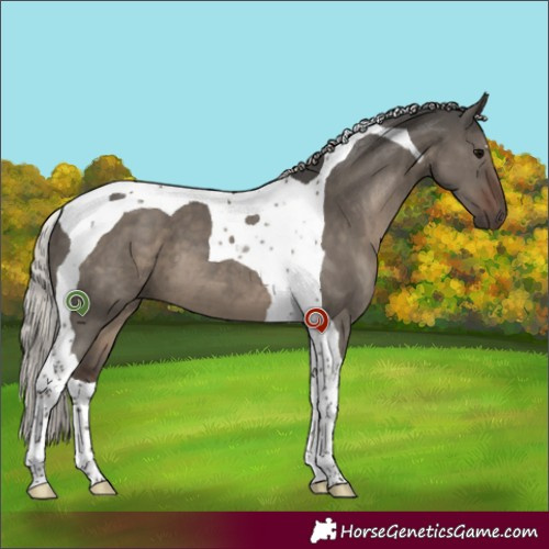 Horse Color:Silver Grullo Tobiano 