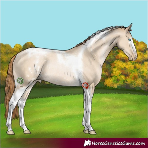 Horse Color:White Spotted Smoky Grullo Pearl Tobiano Rabicano 
