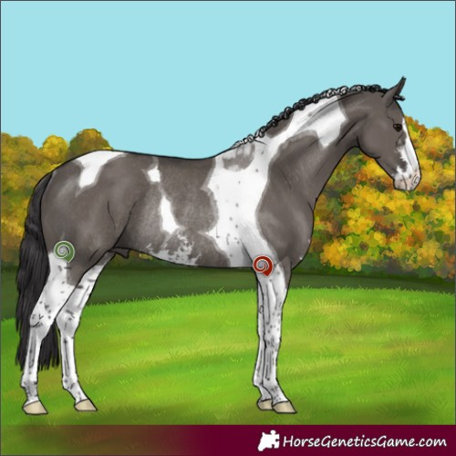 Horse Color:Smoky Grullo Sabino Tobiano Rabicano 