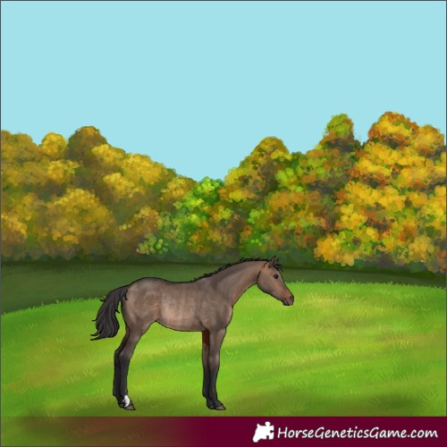 Horse Color:Brown Dun Rabicano 