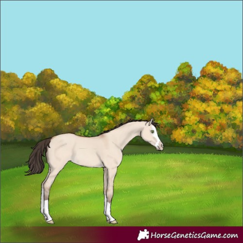 Horse Color:Amber Champagne Dun Splash 