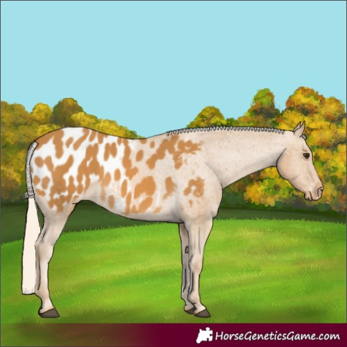 Horse Color:Palomino Blanket 