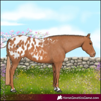 Horse Color:Chestnut Appaloosa 
