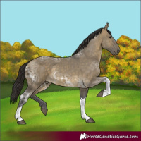 Horse Color:Buckskin Ice Dun Tobiano 