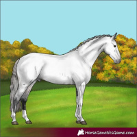 Horse Color:Gray Brown Roan Tobiano Near Leopard 