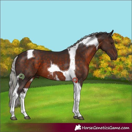 Horse Color:Silver Brown Tobiano 