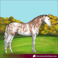 Horse Color:Silver Bay Sabino Splash Appaloosa 