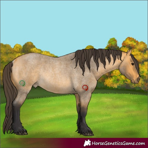 Horse Color:Buckskin Roan Rabicano 