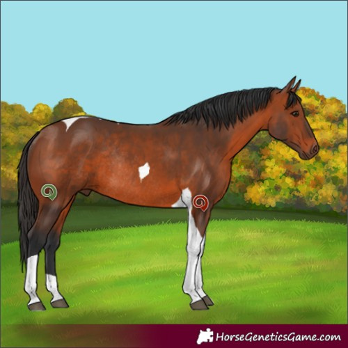 Horse Color:Bay Tobiano Rabicano 
