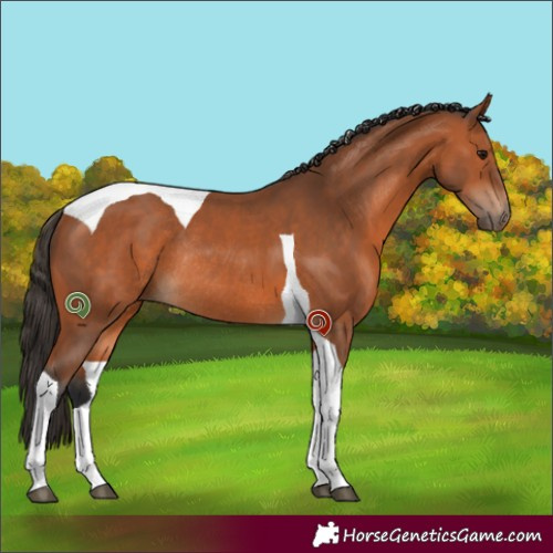 Horse Color:Bay Tobiano Rabicano 