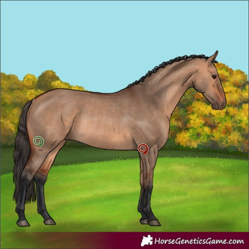 Horse Color:Bay Dun Rabicano 