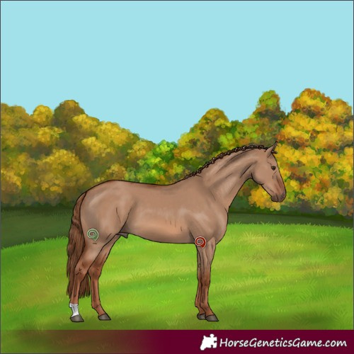 Horse Color:Red Dun 