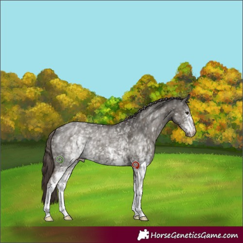 Horse Color:White Spotted Liver Red Dun 