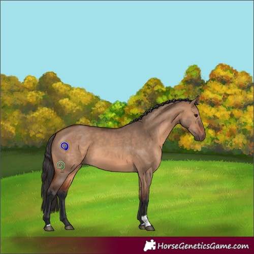 Horse Color:Bay Dun 