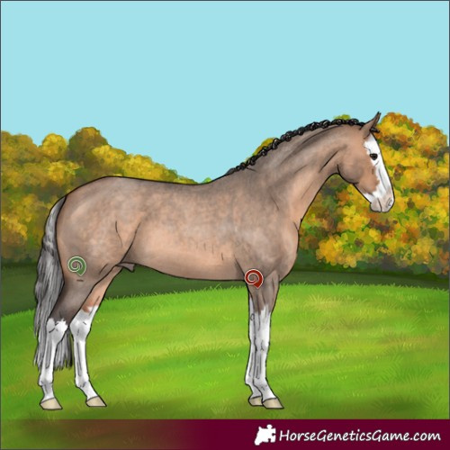 Horse Color:Bay Roan Dun Splash 