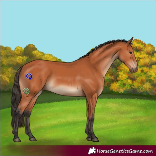 Horse Color:Bay 
