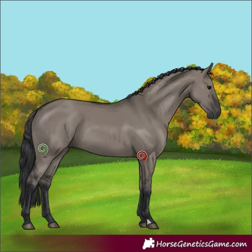 Horse Color:Grullo 