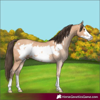 Horse Color:Amber Champagne Frame 