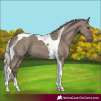 Horse Color:Silver Grullo Tobiano