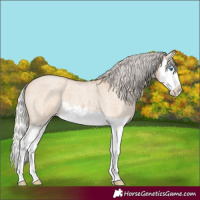 Horse Color:Silver Bay Roan Dun Splash 