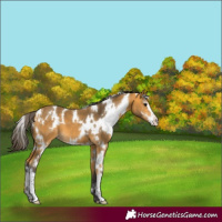 Horse Color:White Spotted Buckskin Sabino 