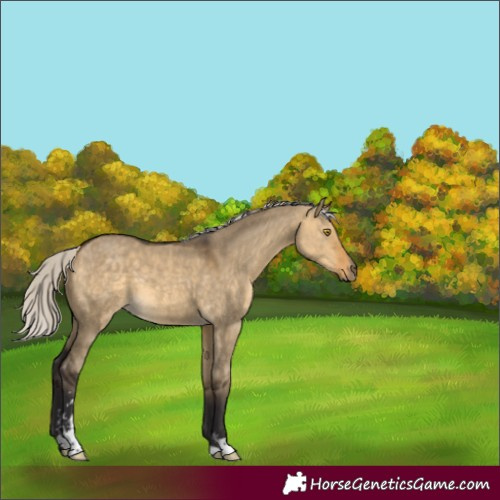 Horse Color:Silver Buckskin Dun Sabino 