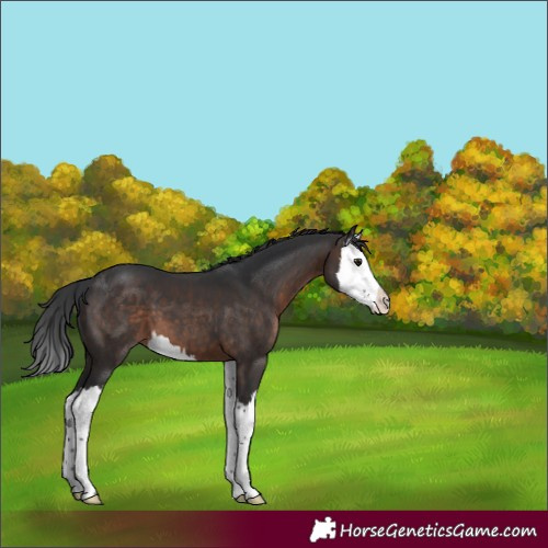 Horse Color:Brown Sabino Splash 