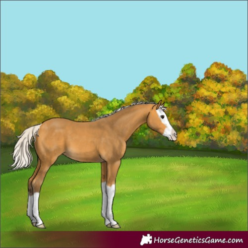 Horse Color:Silver Buckskin Splash 