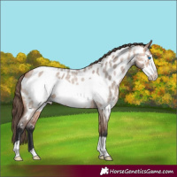 Horse Color:Bay Roan Dun Frame Appaloosa 