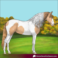 Horse Color:Gold Champagne Tobiano
