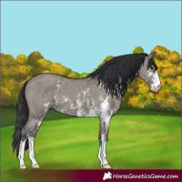Horse Color:Grullo Sabino 