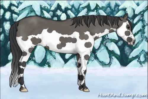 Horse Color:Grullo Splash