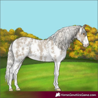 Horse Color:Silver Smoky Grullo Sabino Appaloosa 