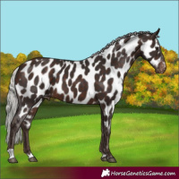 Horse Color:Silver Brown Appaloosa