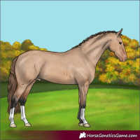 Horse Color:Bay Dun Varnish 