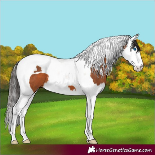Horse Color:Bay Splash Tobiano 