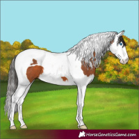 Horse Color:Bay Splash Tobiano