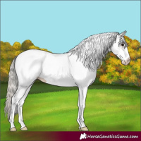 Horse Color:White Spotted Silver Black