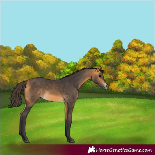 Horse Color:Buckskin 